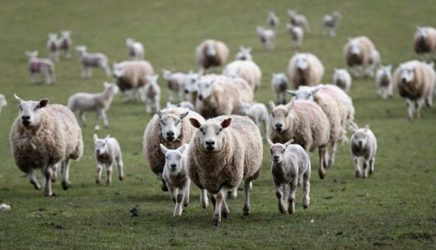 Appeal For Information After 13 Pregnant Ewes Stolen