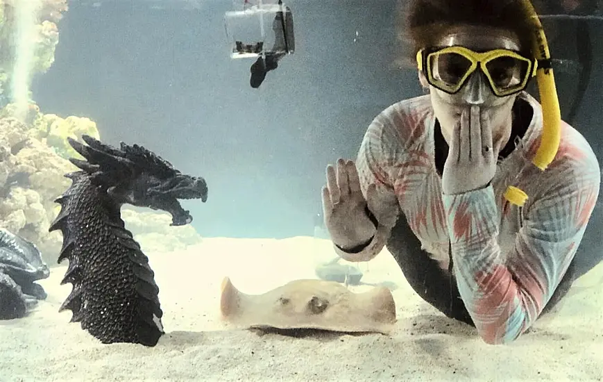 Stingray Pregnant In Aquarium With No Male Companions