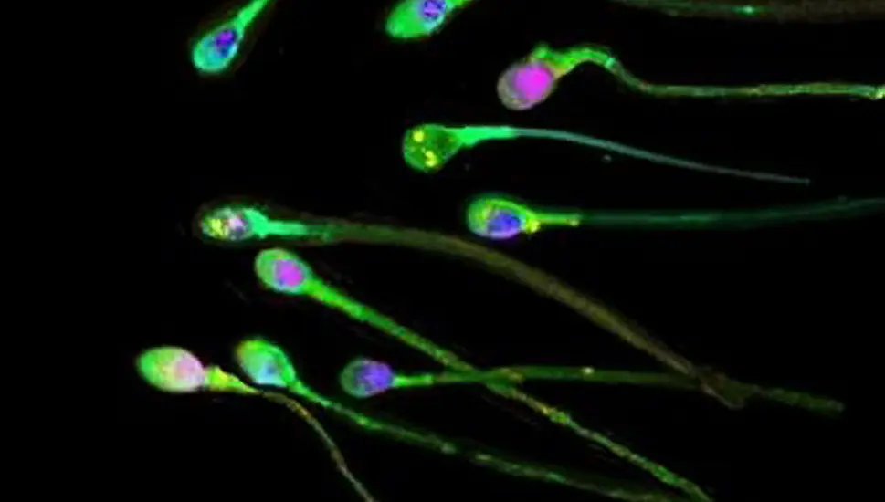 New Research Discovers Sluggish Sperm Can Be Boosted By Ultrasound Waves