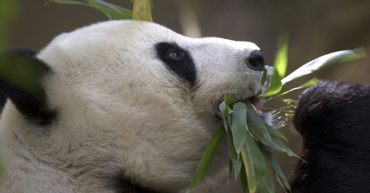 Китай планира да изпрати нова двойка гигантски панди в зоопарка