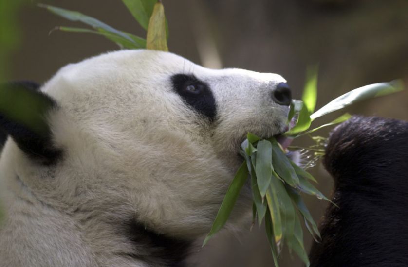 China Plans To Send San Diego Zoo More Pandas, Reigniting Panda Diplomacy