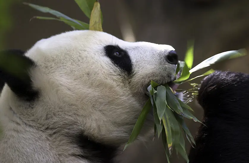 China Plans To Send San Diego Zoo More Pandas, Reigniting Panda Diplomacy