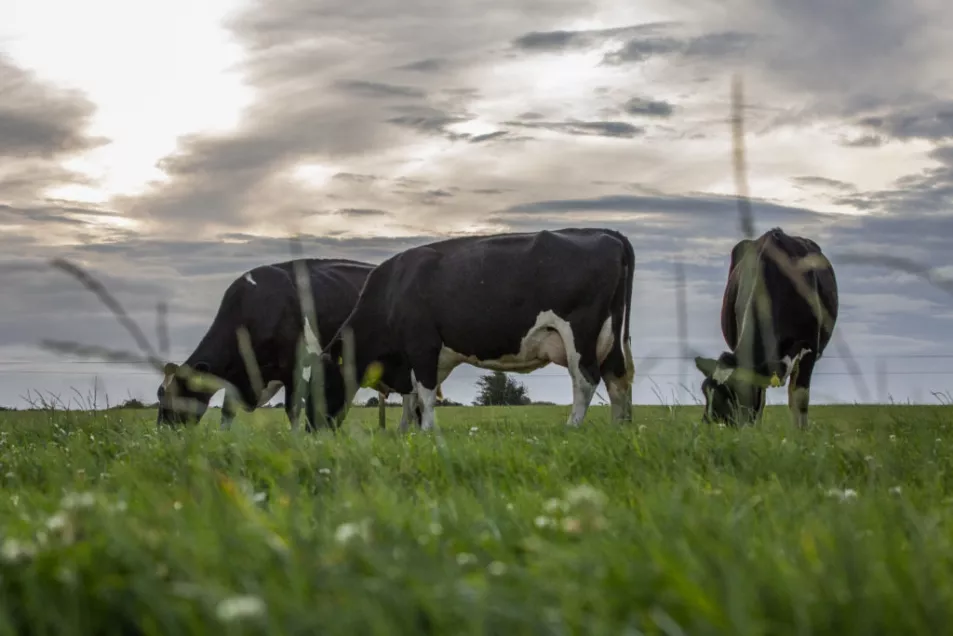 Dairy herd in pasture in Co Cork
