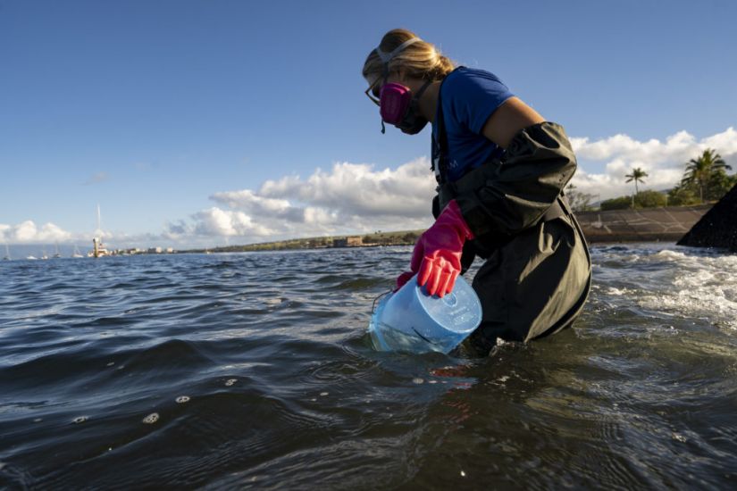 Coral Researchers Study How Hawaiian Wildfire Affected ‘Foundation Of Life’