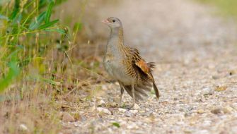 Biodiversity Grants Given To Schemes Helping Protect Corncrakes And Sand Martins