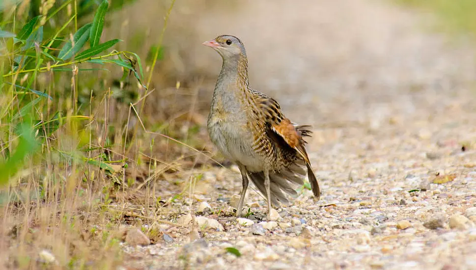 Biodiversity Grants Given To Schemes Helping Protect Corncrakes And Sand Martins