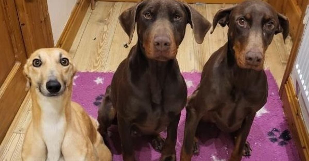 „Сериозно превишен капацитет“ за спасяване на кучета в Типеръри е принуден да затвори врати