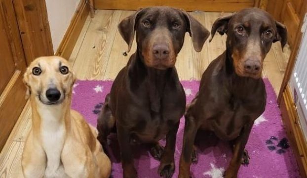 'Seriously Over Capacity' Dog Rescue In Tipperary Forced To Close Doors
