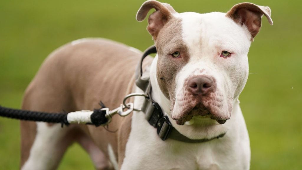 XL Bully dogs to be banned in Ireland under new legislation