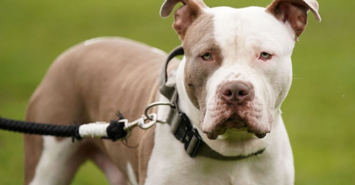Stormont обявява планирани ограничения за собствениците на XL кучета побойници в Северна Ирландия