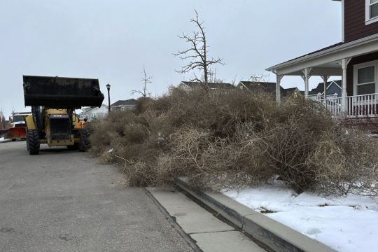 Tumbleweeds Roll In And Blanket Parts Of Us City