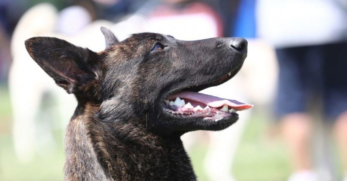 Върховният съд отказва по-нататъшно обжалване на затворник, искащ освобождаване на „опасно“ куче