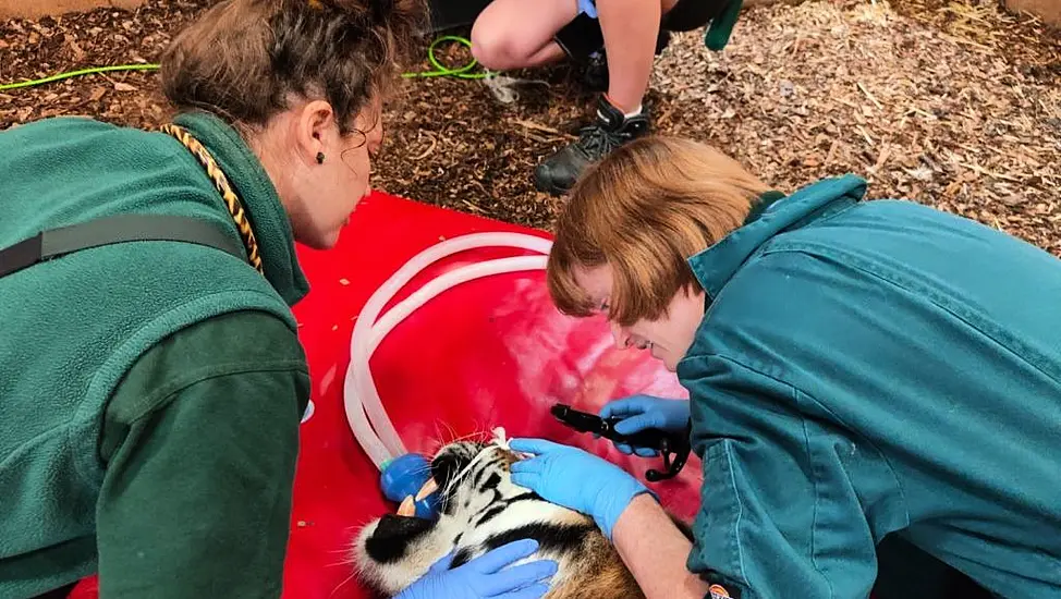 Vets Carry Out ‘Daunting’ Root Canal Dentistry On 170Kg Tiger