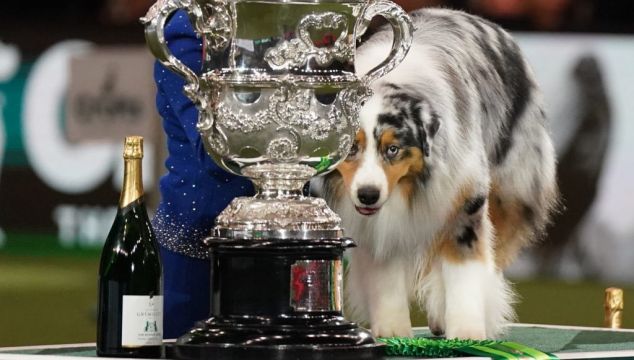 Australian Shepherd Named Viking Crowned Best In Show At Crufts