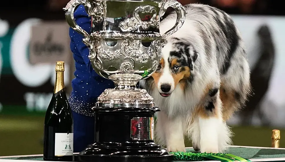 Australian Shepherd Named Viking Crowned Best In Show At Crufts