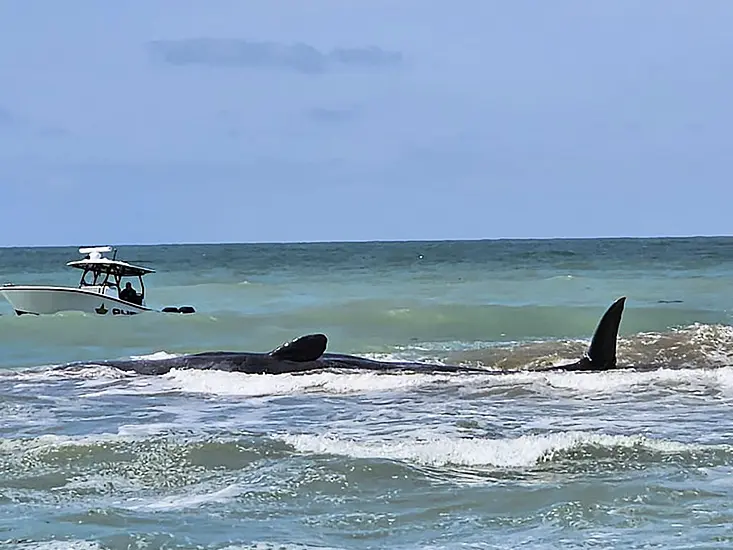 Experts Work To Free 70Ft Sperm Whale Stranded On Sandbar