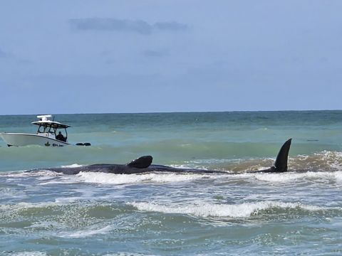 Beached Sperm Whale Dies After Becoming Stranded On Florida’s Gulf Coast