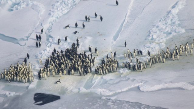 Scientists See 9.6% Drop In Emperor Penguin Populations In Just Under A Decade