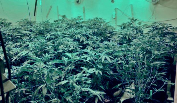 Gardaí Seize €300,000 Of Cannabis After Grow Houses Discovered In Galway