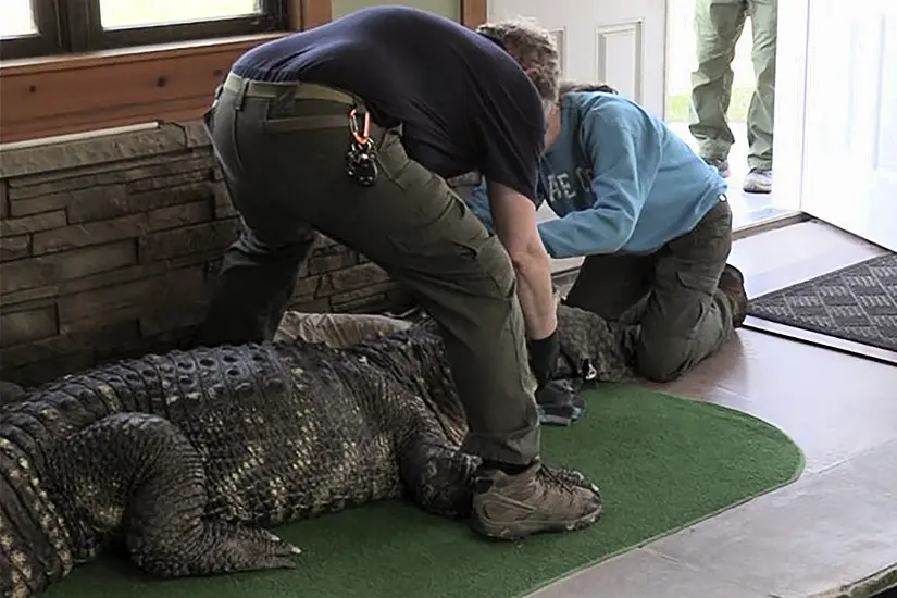 Authorities Seize Ailing Alligator Kept Illegally In Us Swimming Pool