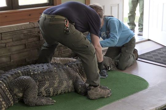 Authorities Seize Ailing Alligator Kept Illegally In Us Swimming Pool