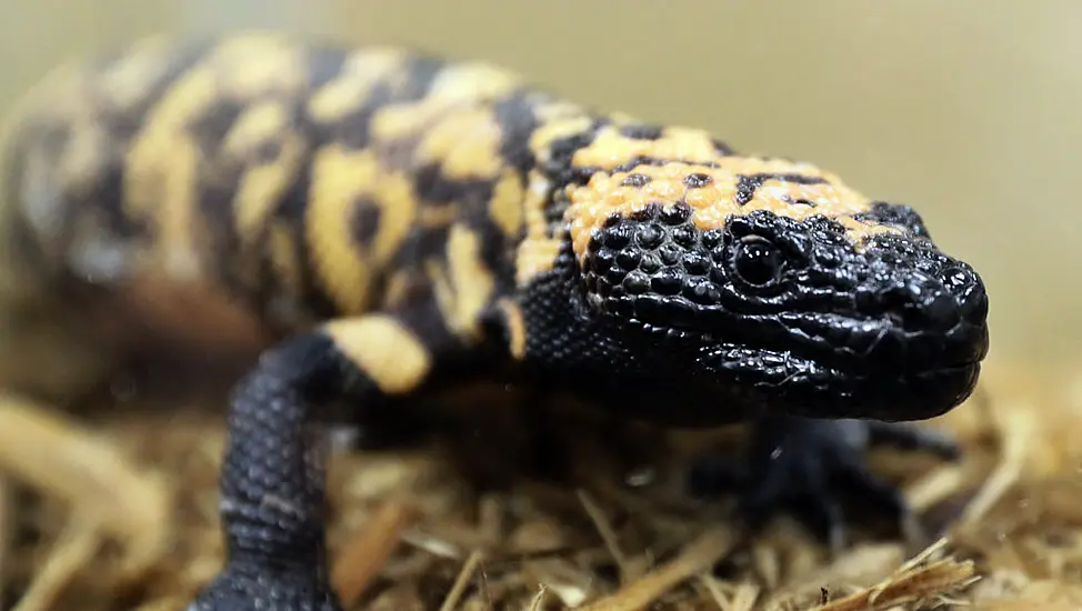 Us Man ‘Died From Pet Gila Monster’s Venomous Bite’