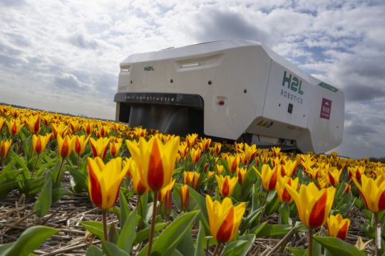 Ai Robot Helps Dutch Tulip Growers To Fight Disease