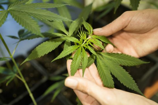 German Plan To Liberalise Cannabis Rules Clears Final Parliamentary Hurdle