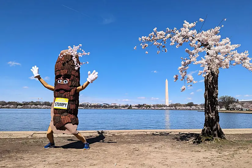 Stumpy Faces Axe Along With Dozens Of Washington’s Tidal Basin Cherry Trees