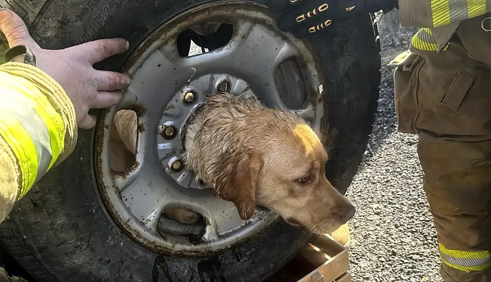 Firefighters Rescue Yellow Labrador Stuck In Spare Tyre