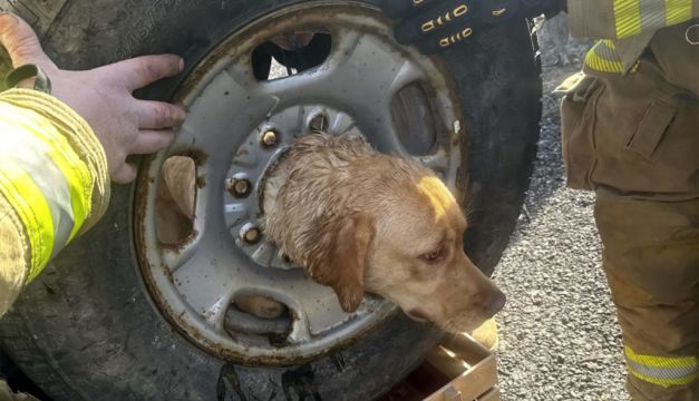 Firefighters Rescue Yellow Labrador Stuck In Spare Tyre