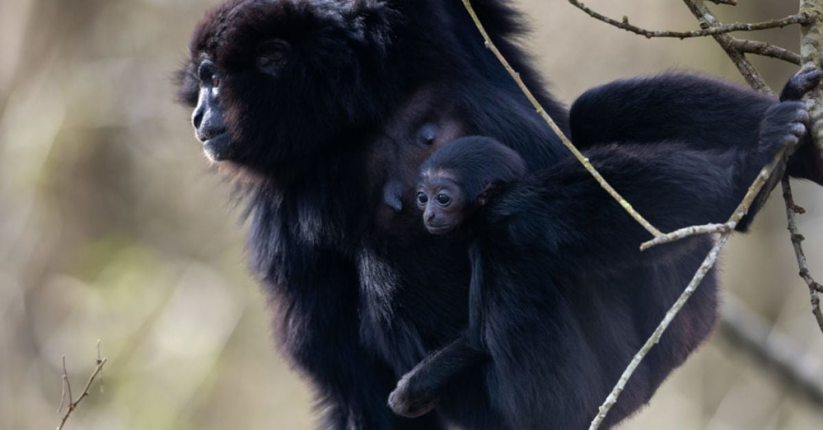 Застрашен пъргав гибон, роден в Fota Wildlife Park