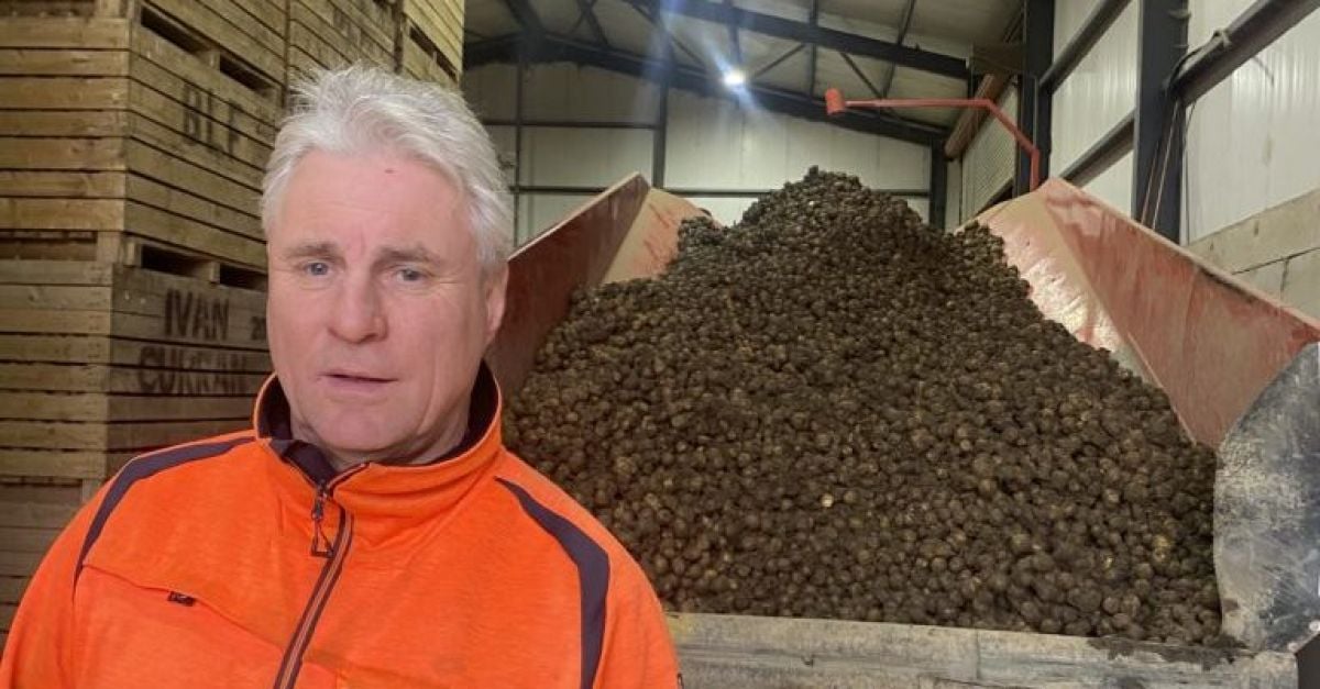 Любимите картофи на Ирландия ще бъдат оскъдни до юни, казват фермери, които се молят дъждът да спре