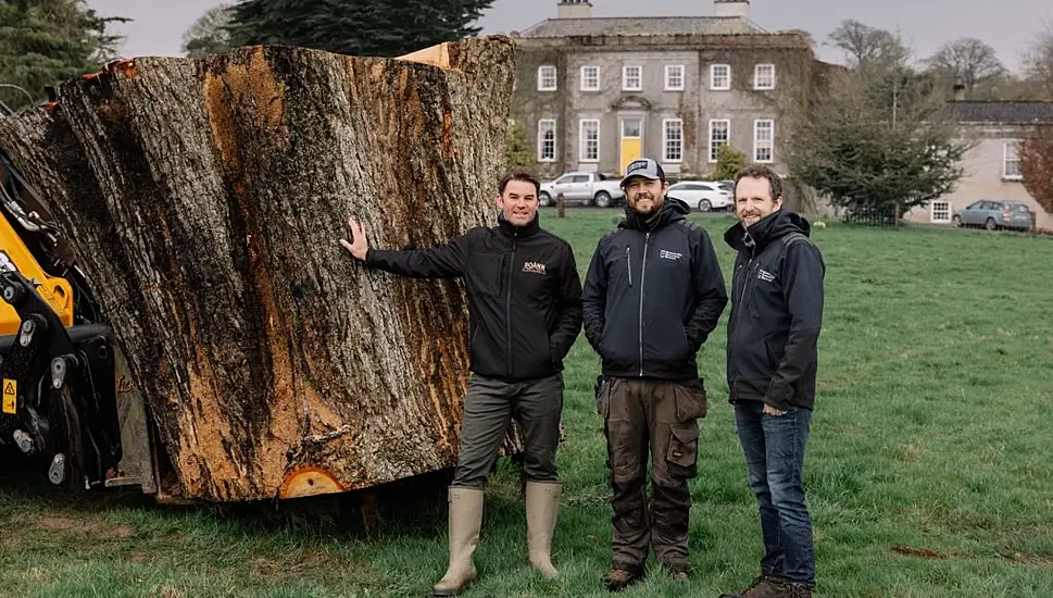 Ancient Oak Which Fell In Storm To Live On As Casks For Revived Whiskey Brand