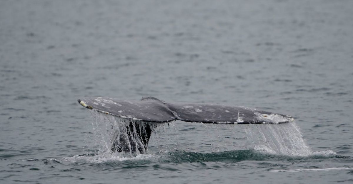 Изследователи в САЩ казват че популацията на сивите китове по
