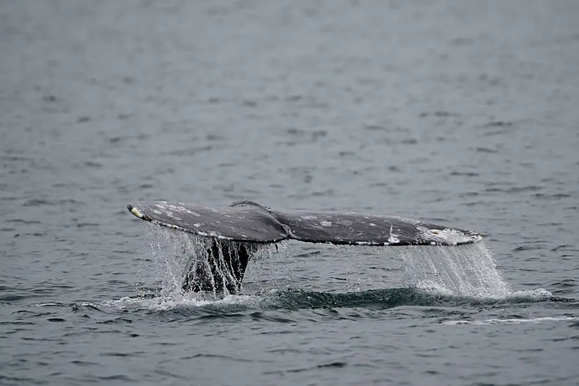 Whale Population Recovers Five Years After Hundreds Washed Up Dead