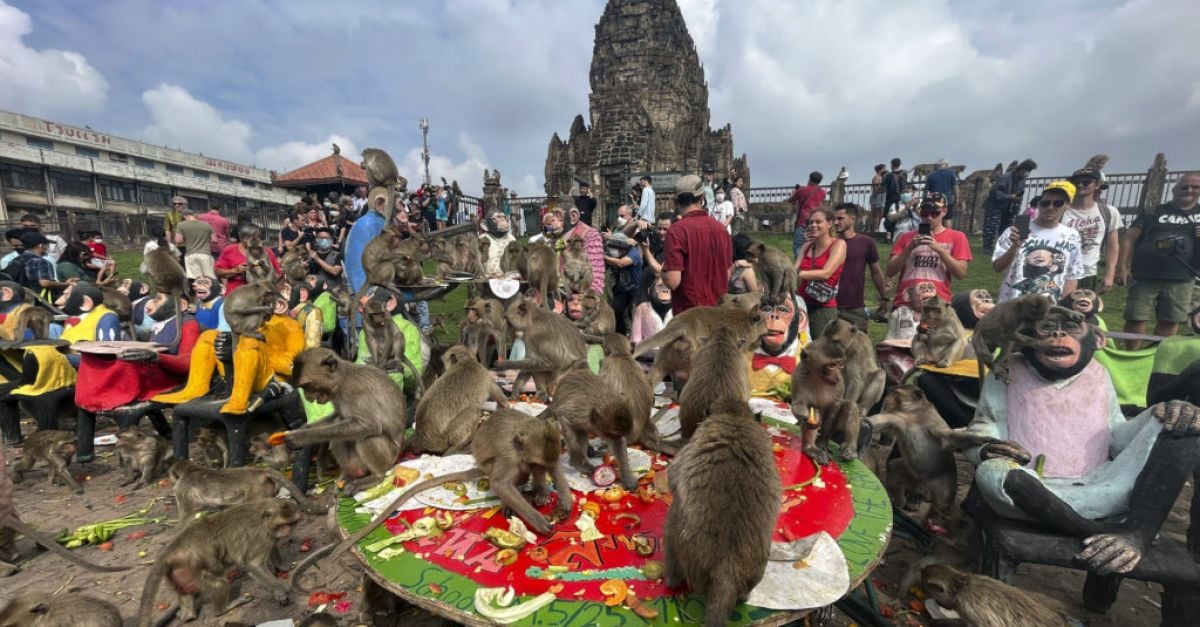 Разкрит план за прекратяване на години на хаос от маймуни в града в Тайланд