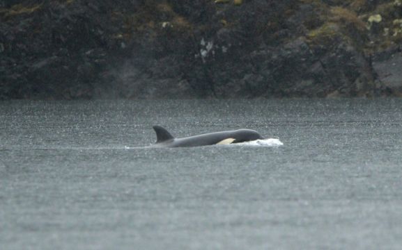 Orca Calf Stranded In Canadian Lagoon Will Be Airlifted Out, Rescuers Say
