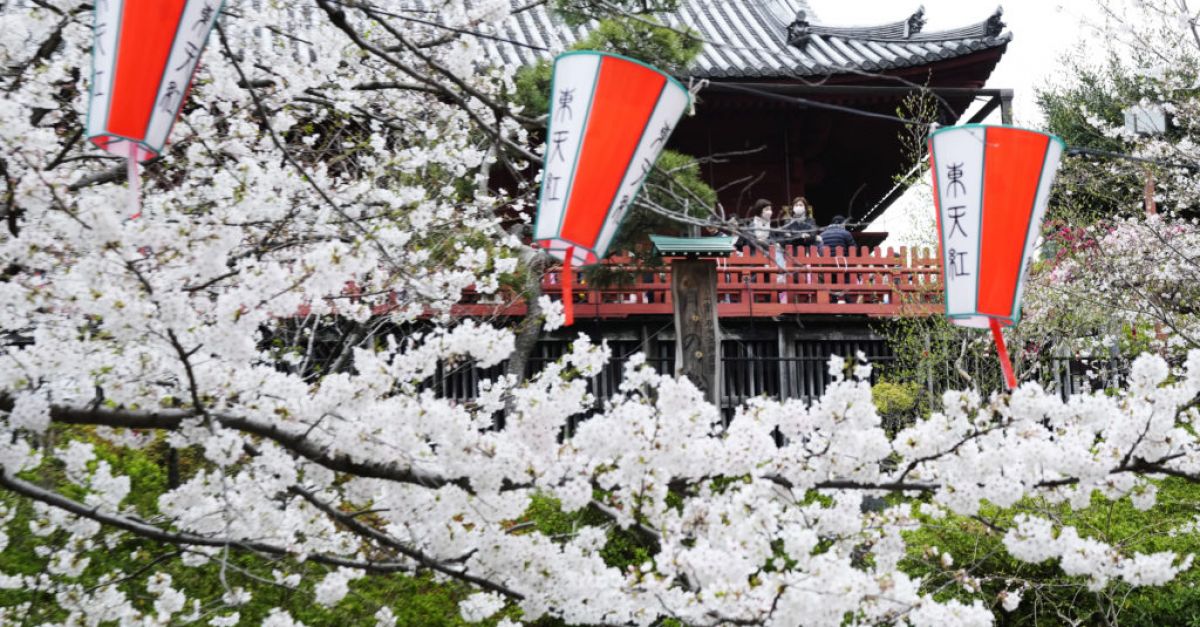 Тълпи се събират, за да видят черешови цветове в пика на цъфтежа в Токио