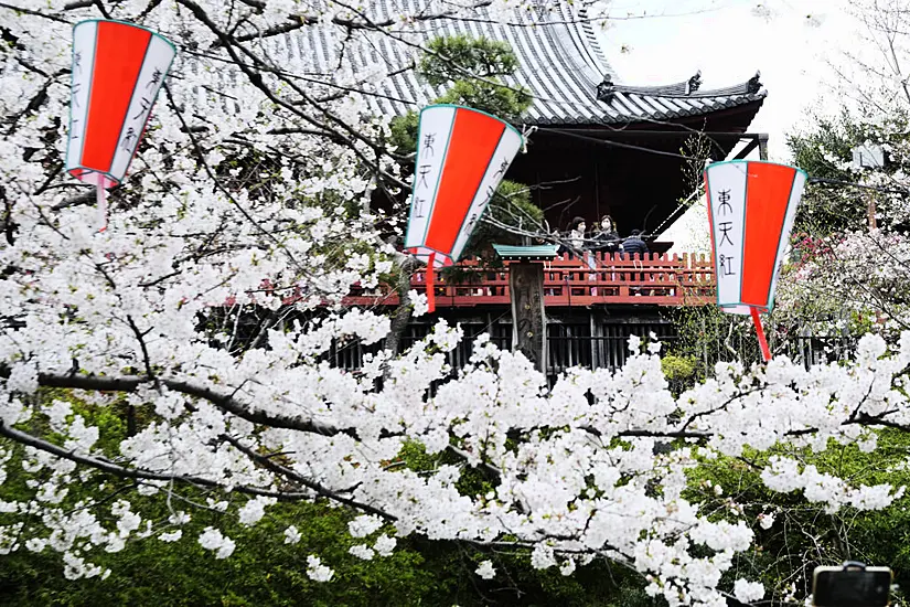 Crowds Gather To See Cherry Blossoms At Peak Bloom In Tokyo