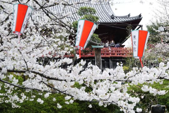 Crowds Gather To See Cherry Blossoms At Peak Bloom In Tokyo