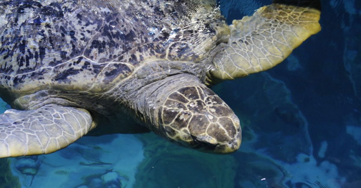 Зелена морска костенурка която радва посетителите на аквариума на Нова