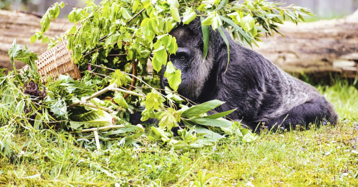 Берлинският зоопарк празнува 67-ия рожден ден на горилата с плодово лакомство