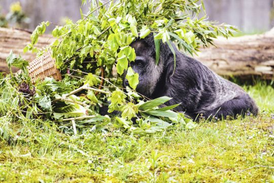 Berlin Zoo Celebrates Gorilla’s 67Th Birthday With Fruity Treat