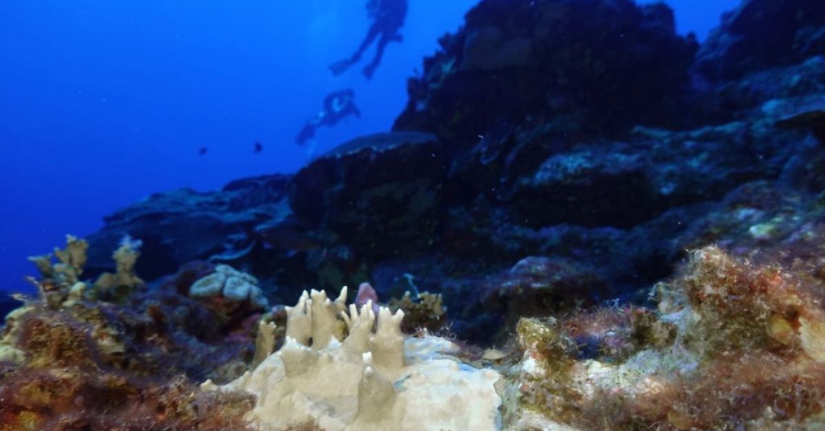 Кораловите рифове по света са в процес на глобално избелване