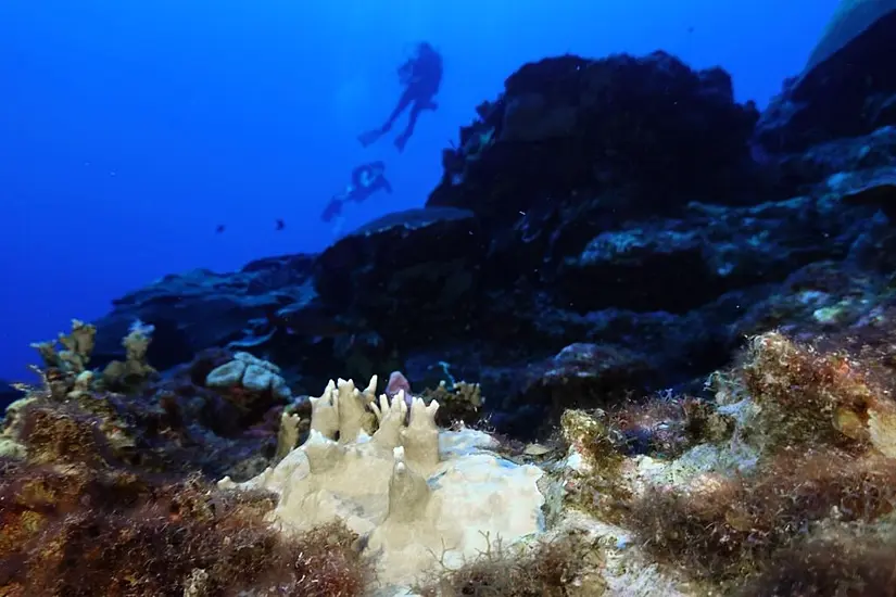 Scientists Say Coral Reefs Around The World Are Experiencing Mass Bleaching