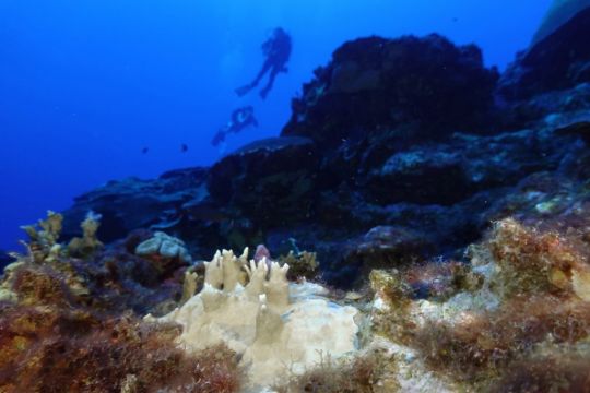 Scientists Say Coral Reefs Around The World Are Experiencing Mass Bleaching