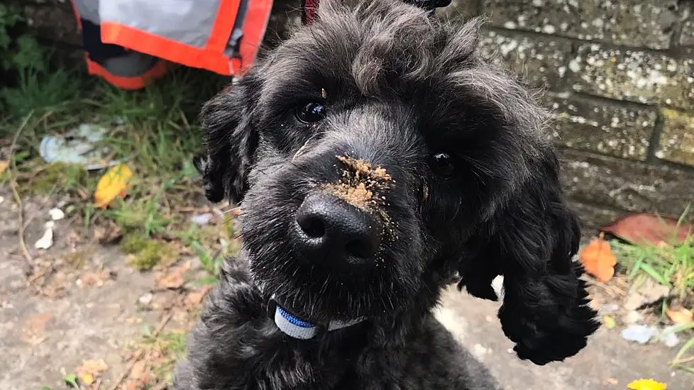 Specialist Firefighters Tunnel Under Home To Rescue Trapped Poodle