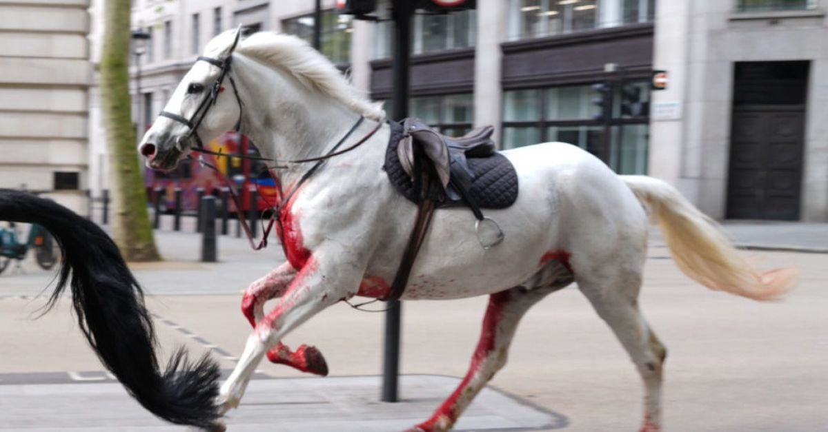 Военни коне напуснаха централен Лондон, оставяйки четирима души, нуждаещи се