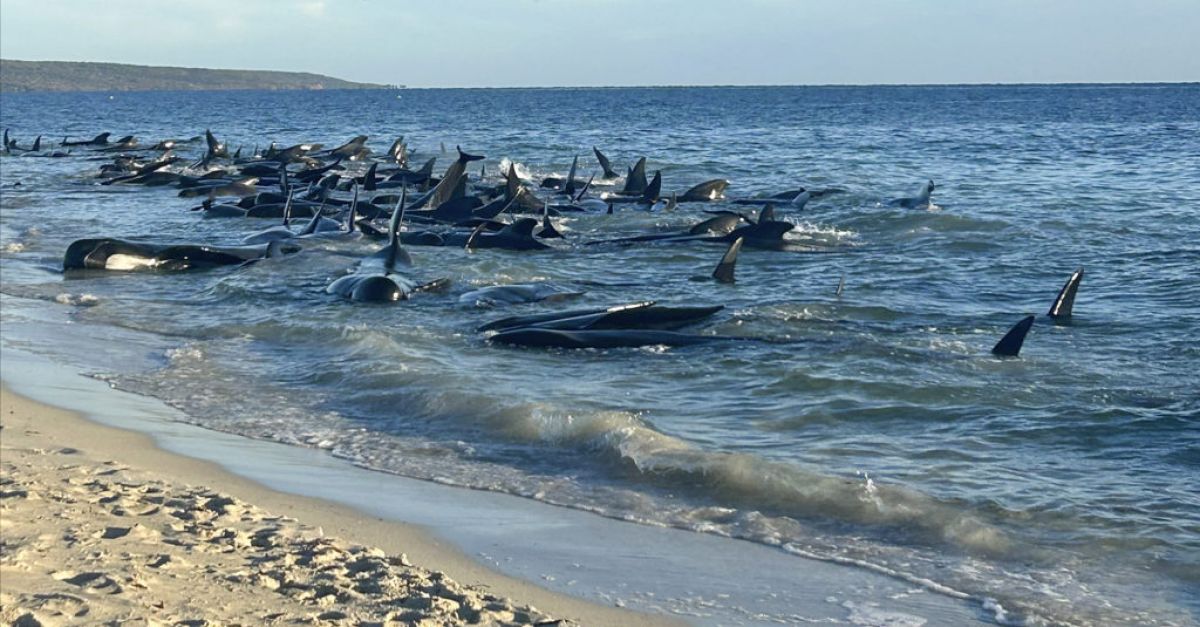Повече от 100 пилотни кита, изхвърлени на плажа на западното австралийско крайбрежие, са спасени